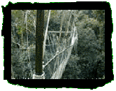 Canopy Walk